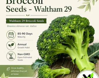 Può includere: Immagine di semi di broccoli Waltham 29. L'immagine mostra una testa di broccoli verdi freschi con uno stelo e un fiorellino più piccolo. Il testo sull'immagine include "85-90 giorni di maturazione", "Abitudine di crescita annuale" e "Semi non OGM a impollinazione libera".