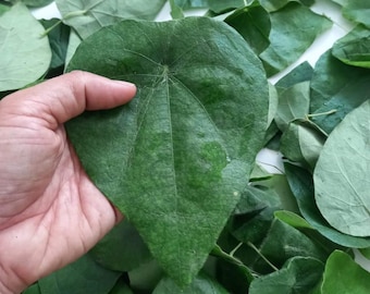 Semillas de vid de gelatina de vidrio verde (Tiliacora Triandra) - Sương Sâm Lông