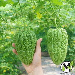 May include: Two green bitter gourds, with a bumpy texture, hang from vines in a garden setting. One gourd is held in a hand. The background is a blur of green foliage and yellow flowers. The image is well-lit, showcasing the vibrant green color of the gourds.