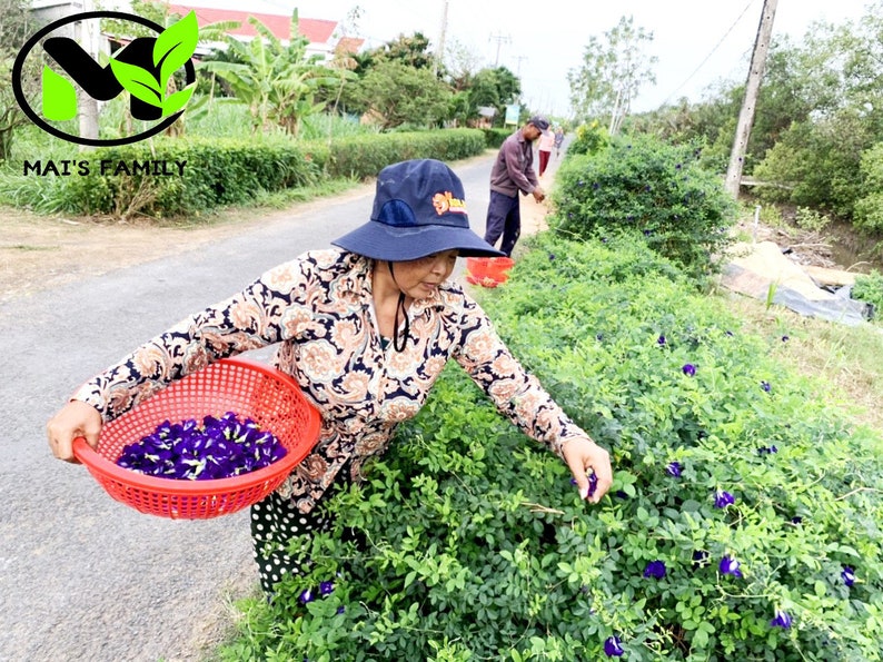 K&ouml;nnte beinhalten: Eine Person erntet blaue Blumen von einem gr&uuml;nen Busch und h&auml;lt einen roten Korb voller derselben Blumen. Eine weitere Person ist im Hintergrund zu sehen, die ebenfalls Blumen erntet. Die Szene spielt sich auf einer Stra&szlig;e mit gr&uuml;nem Laub auf beiden Seiten ab.