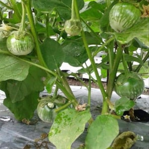 Groene Thaise auberginezaden, Petch Siam, Hạt Cà Dĩa, [Mai's Family]