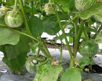 Green Thai Eggplant Seeds, Petch Siam, Hạt Cà Dĩa,  [Mai's Family]