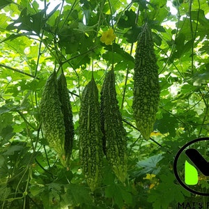May include: Green bitter melon, also known as bitter gourd, growing on a vine. The fruit is bumpy and has a green color. The vine is covered in green leaves.