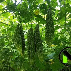 Indian Long Bitter Melon Seeds, Khổ qua rừng gai. Non-GMO Heirloom image 1