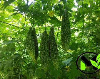 Indian Long Bitter Melon Seeds, Khổ qua rừng gai. Non-GMO Heirloom