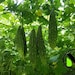 see more listings in the Biiter Gourd Seeds section