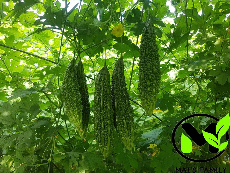 Indian Long Bitter Melon Seeds, Khổ qua rừng gai. Non-GMO Heirloom image 1