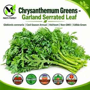 Chrysanthemum - Garland Serrated Green Leaf Seeds, Tong Hao Tan O Cai Cuc, Heirloom Non-GMO