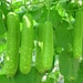 see more listings in the Biiter Gourd Seeds section