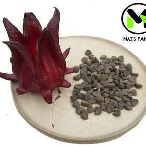 Roselle Seeds, Hoa Bụt Giấm, Asian Sour Leaf Red Sorrell Florida Cranberry (Hibiscus sabdariffa)