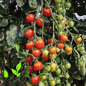 May include: A close-up of a tomato plant with many red and green tomatoes growing on the vine. The tomatoes are clustered together and some are still green, while others are fully ripe and red.
