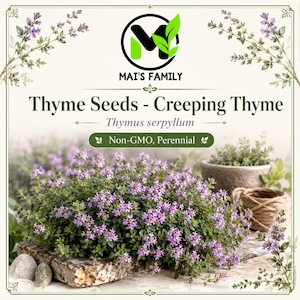 Creeping Thyme Seeds, Thymus serpyllum, Heirloom Non-GMO Perennial Ground Cover