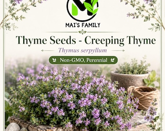 Creeping Thyme Seeds, Thymus serpyllum, Heirloom Non-GMO Perennial Ground Cover