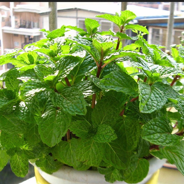 Asian Peppermint Seeds Húng Lủi | Non-GMO Heirloom