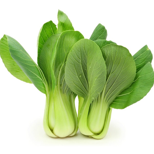 Graines de bok choy Shanghai Green Stem | Chou pak choi GRANDE VENTE