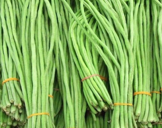 Chinese Yard Long Bean 40 Seeds, Asian Heirloom, Snake Bean, Yard Long