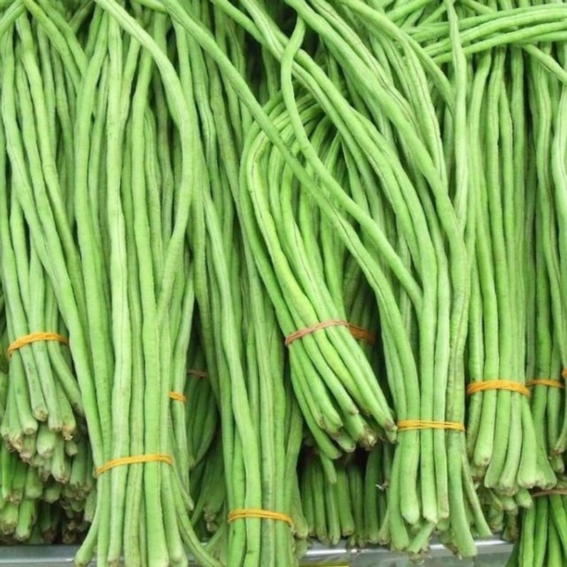 Yard Long Green Bean Seeds Đậu Đũa Nongmo Garden Seeds Etsy