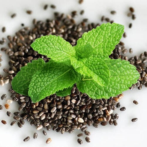Peppermint Seeds- Herb-(organic) [free Ship] - Etsy