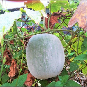 Gourd Seeds - Giant Wax -Non-Gmo, Heirloom - Farm & Vegetable Garden