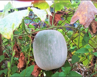 Gourd Seeds - Giant Wax -Non-Gmo, Heirloom - Farm & Vegetable Garden