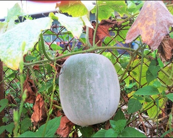 Winter Melon Seeds | Benincasa hispida ‘Giant Wax’ | Heirloom Non-GMO | Warm-Season Annual
