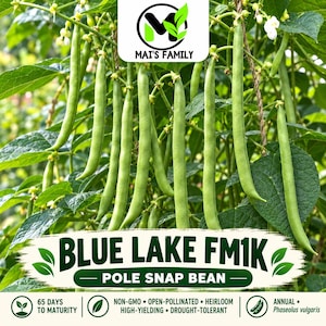 May include: A cluster of green Blue Lake FM1K pole snap bean pods hanging from vines with green leaves. The image features the text MAI'S FAMILY, BLUE LAKE FM1K POLE SNAP BEAN, 65 DAYS TO MATURITY, NON-GMO, OPEN-POLLINATED, HEIRLOOM, HIGH-YIELDING, DROUGHT-TOLERANT, ANNUAL, Phaseolus vulgaris.