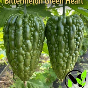 Big Heart Bitter Melonfrön | Hjärtformad bittermelon (F1-hybrid, icke-GMO)