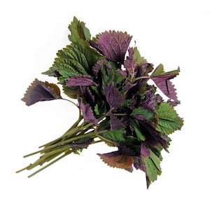 Tía Tô,Shiso Seeds - Heirloom Seeds - Asian Culinary Herb - Non GMO (Perilla frutescens)