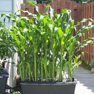 Puede incluir: Primer plano de una gran maceta negra llena de plantas de ma&iacute;z verdes que crecen en un jard&iacute;n.
