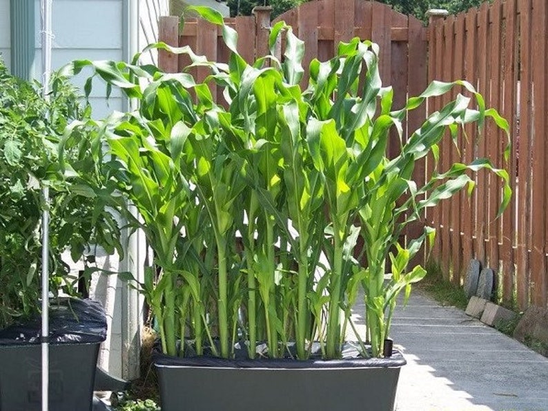 Puede incluir: Primer plano de una gran maceta negra llena de plantas de ma&iacute;z verdes que crecen en un jard&iacute;n.