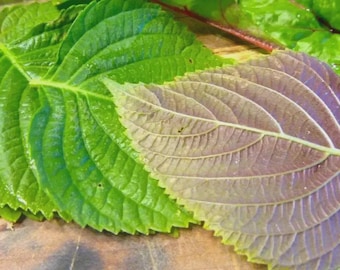 Korean Shiso Herb Seeds (Perilla) – 70 Days – Warm Season Annual by Mai's Family