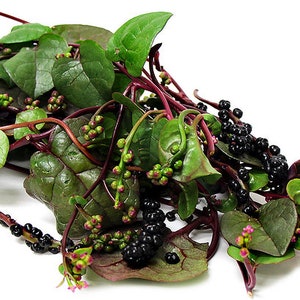 Red malabar spinach, Mồng Tơi Đỏ, basella alba Asian garden vegetable seeds.