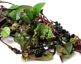 Red malabar spinach, Mồng Tơi Đỏ, basella alba Asian garden vegetable seeds.