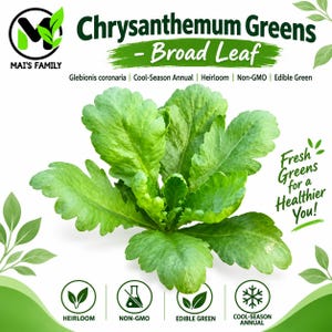 Könnte beinhalten: Ein Büschel hellgrüner, gezackter Chrysanthemenblätter mit dem Text Chrysanthemum Greens - Broad Leaf, Glebionis coronaria, Cool-Season Annual, Heirloom, Non-GMO, Edible Green, Fresh Greens for a Healthier You! und Mai's Family.