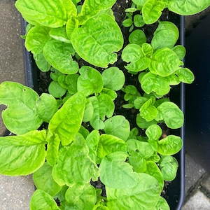 Grüne Amaranth-Samen (Grünes Blatt), Rau Dền Xanh | NON-GMO | Erbstück