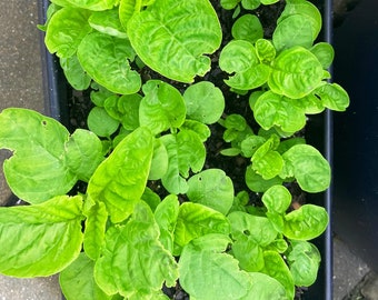 Green Amaranth Seeds,Spinach Seeds, (White Leaf), Rau Dền Xanh | NON-GMO | Heirloom