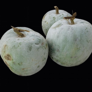 Puede incluir: Tres melones de invierno de color verde pálido con un aspecto polvoriento y moteado sobre un fondo negro. Cada melón tiene un tallo marrón. Los melones son redondos y tienen una forma ligeramente irregular.