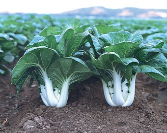 500 White Stem Baby Pak Choi  Seeds, Nail Bai Cai, Dwarf Bok Choy, Asian Vegetable, Cải Thìa Heirloom Non-GMO  Free Shipping