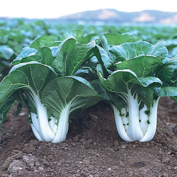 500 White Stem Baby Pak Choi  Seeds, Nail Bai Cai, Dwarf Bok Choy, Asian Vegetable, Cải Thìa Heirloom Non-GMO  Free Shipping