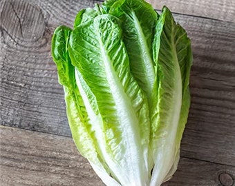 Romaine Lettuce Seeds Parris Island Cos Romaine Lettuce(Lactuca sativa) USA Free Ship