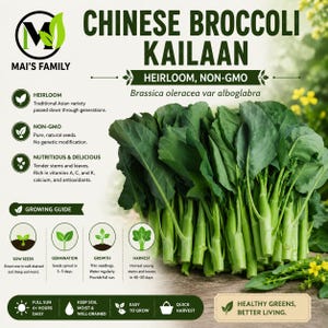 May include: A bundle of fresh Chinese broccoli, also known as Kailaan, with vibrant green leaves and stems. The image includes text highlighting the heirloom, non-GMO nature of the vegetable, along with a growing guide and nutritional information. The text also mentions the name of the seller, Mai's Family.