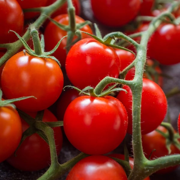 Large Red Cherry Tomato Seeds  Non-GMO