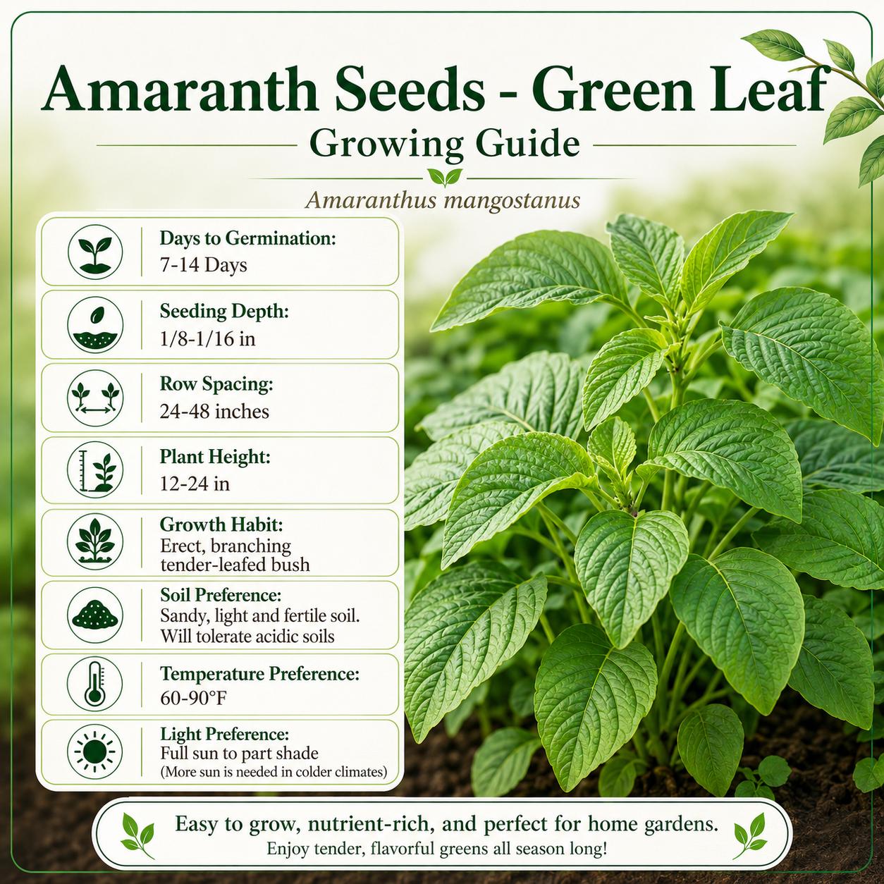 Green Leaf Amaranth Seeds | Non-gmo Heirloom Chinese Spinach Garden ...