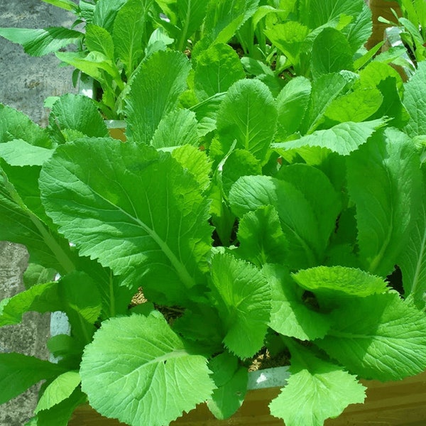 Mustard Green seeds,Small GAI CHOI, Cải Bẹ Xanh, Cải ăn bánh xèo. Free Ship