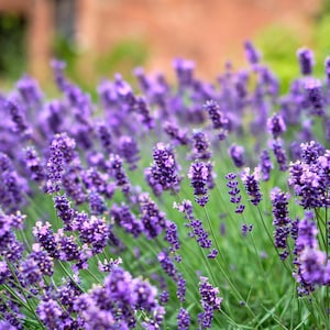 Puede incluir: Un campo de vibrantes flores de lavanda púrpura en plena floración. La imagen muestra numerosos tallos de lavanda con sus característicos capullos púrpuras, sobre un fondo de follaje verde y un edificio borroso.
