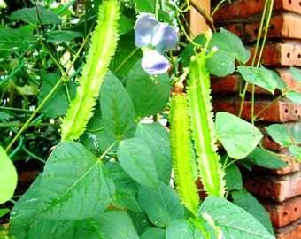 Winged Bean (Đậu Rồng) Zaden - Heirloom, Non-GMO