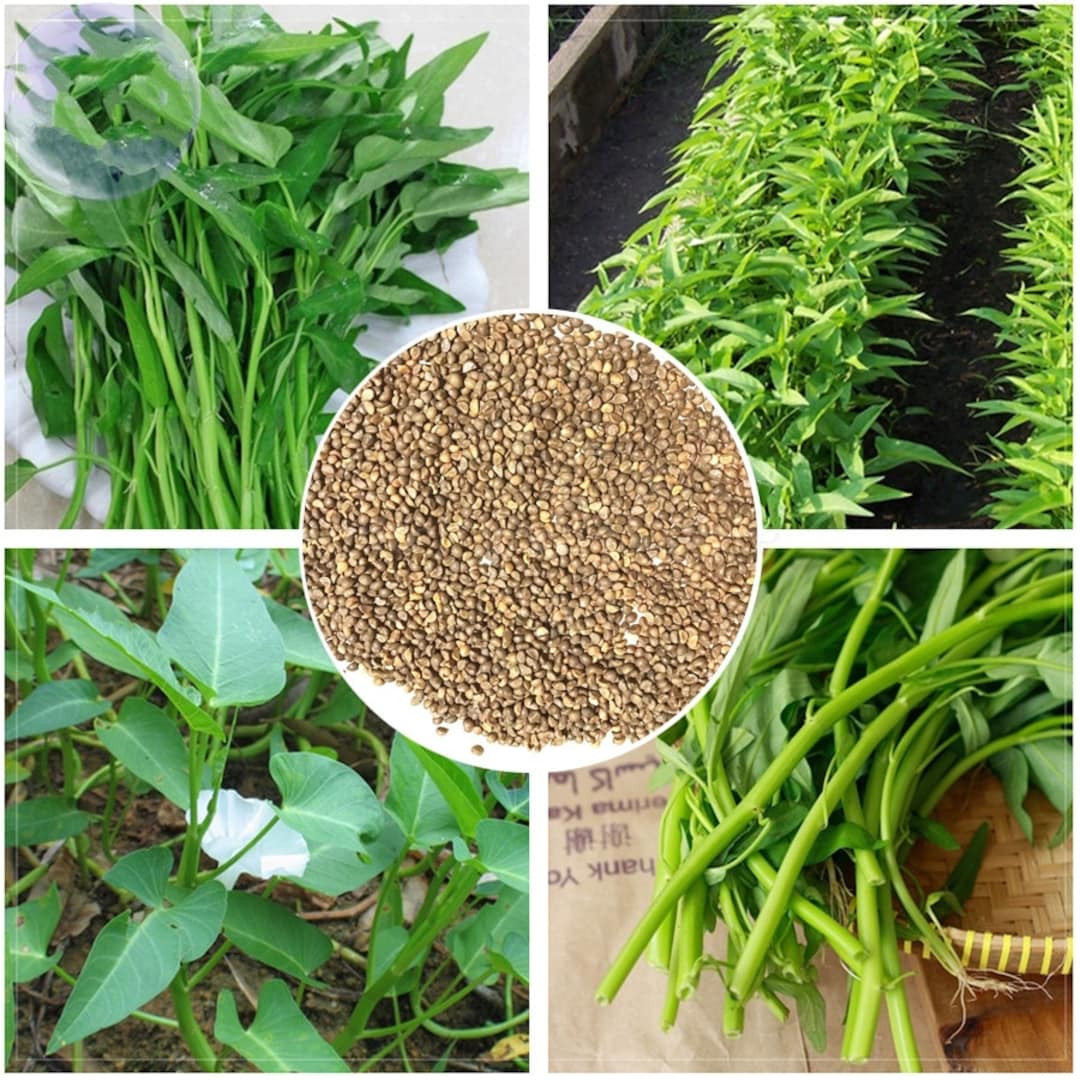 Water Spinach Seeds - Rau Muong - Kangkong, Water Morning Glory Seeds ...