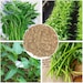 see more listings in the Spinach Seeds section