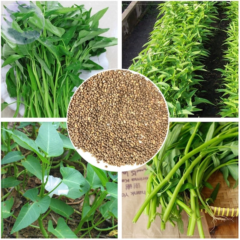 Water Spinach Seeds Rau Muong Kangkong, Water Morning Glory Seeds, Ong Choy, Water Convolvulus, Chinese Water Spinach Seeds image 1