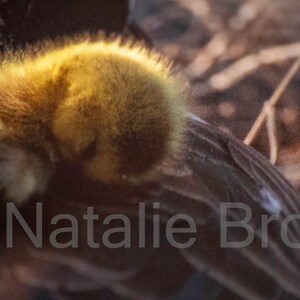 Mother Goose avec Sleeping Gosling 5"x7 » impression de carte postale